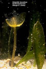 Attēlu rezultāti vaicājumam “Hydrocharitaceae”