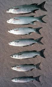 Image result for Chelon richardsonii