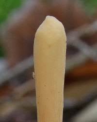 Attēlu rezultāti vaicājumam “Macrotyphula fistulosa”