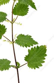 Attēlu rezultāti vaicājumam “Urtica dioica leaf”