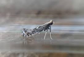 Attēlu rezultāti vaicājumam “Parornix anglicella”