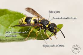 Attēlu rezultāti vaicājumam “Ancistrocerus sp.”