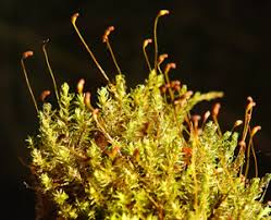 Attēlu rezultāti vaicājumam “Dichodontium pellucidum macro”