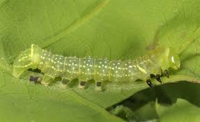 Attēlu rezultāti vaicājumam “Brachionycha nubeculosa”