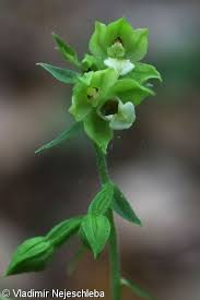 Attēlu rezultāti vaicājumam “Epipactis”