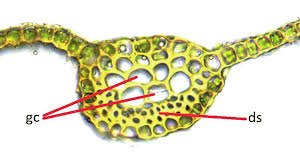 Attēlu rezultāti vaicājumam “Didymodon tophaceus sporophyte”