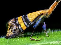 Attēlu rezultāti vaicājumam “Adelidae”