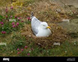 Attēlu rezultāti vaicājumam “Larus argentatus nest”