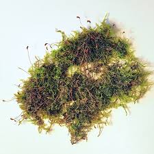 Attēlu rezultāti vaicājumam “Homomallium incurvatum”