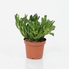 Image result for Crassula hobbit