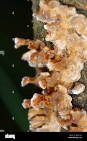 Attēlu rezultāti vaicājumam “Stereum rugosum”