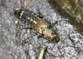 Attēlu rezultāti vaicājumam “Ontholestes murinus”