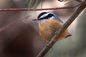 Image result for Sitta canadensis