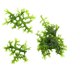 Attēlu rezultāti vaicājumam “Conardia compacta”