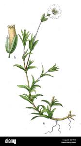 Attēlu rezultāti vaicājumam “Cerastium arvense leaf”