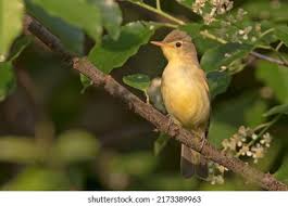 Attēlu rezultāti vaicājumam “Hippolais icterina adult”