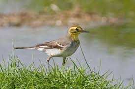 Attēlu rezultāti vaicājumam “Motacilla citreola”