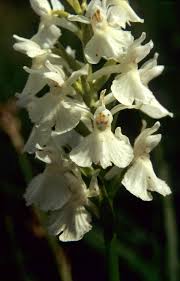 Attēlu rezultāti vaicājumam “Dactylorhiza maculata leaf”