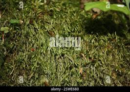 Attēlu rezultāti vaicājumam “Isothecium alopecuroides”