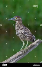 Attēlu rezultāti vaicājumam “Nycticorax nycticorax”