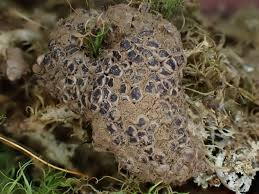 Attēlu rezultāti vaicājumam “Siphoptychium violaceum spores”