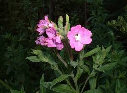 Attēlu rezultāti vaicājumam “Epilobium hirsutum flower”