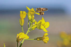 Attēlu rezultāti vaicājumam “Brassica napus flower”