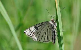 Attēlu rezultāti vaicājumam “Siona lineata”