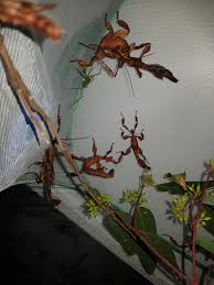 Attēlu rezultāti vaicājumam “Epirranthis diversata imago”