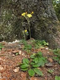 Attēlu rezultāti vaicājumam “Hieracium murorum flower”