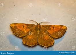 Attēlu rezultāti vaicājumam “Angerona prunaria”