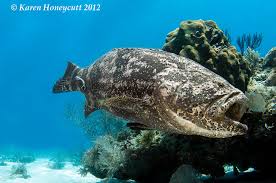 Image result for Epinephelus itajara