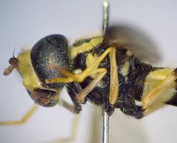 Attēlu rezultāti vaicājumam “Xanthogramma sp. male”