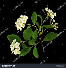 Attēlu rezultāti vaicājumam “Spiraea chamaedryfolia flower”