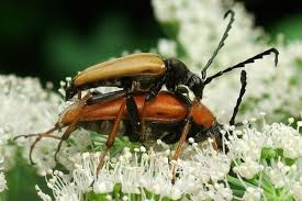 Attēlu rezultāti vaicājumam “Leptura rubra male”