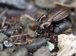 Attēlu rezultāti vaicājumam “Carabus granulatus”