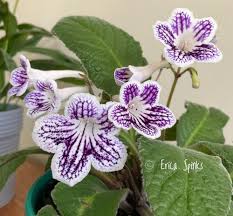 Image result for Streptocarpus