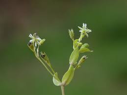 Attēlu rezultāti vaicājumam “Stellaria uliginosa”