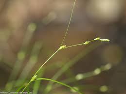 Attēlu rezultāti vaicājumam “Carex remota fruit”