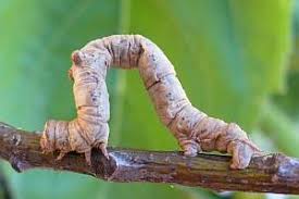 Attēlu rezultāti vaicājumam “Hypomecis punctinalis”