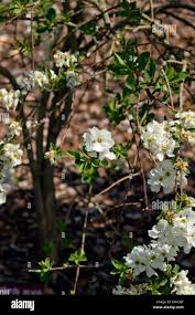 Attēlu rezultāti vaicājumam “Exochorda giraldii var. wilsonii”