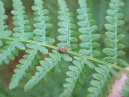 Attēlu rezultāti vaicājumam “Kleidocerys resedae imago”