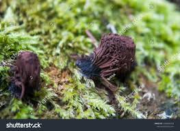 Attēlu rezultāti vaicājumam “Stemonitis fusca young”