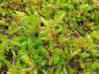 Attēlu rezultāti vaicājumam “Hypnum cupressiforme var. lacunosum sporophyte”