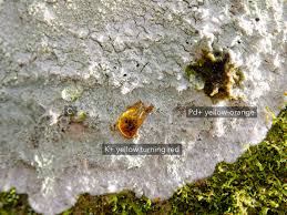 Attēlu rezultāti vaicājumam “Phlyctis agelaea”