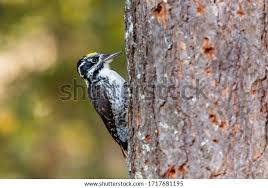 Attēlu rezultāti vaicājumam “Picoides tridactylus adult”