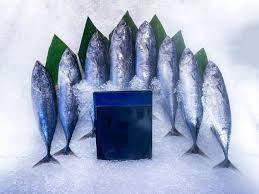 Image result for Euthynnus affinis