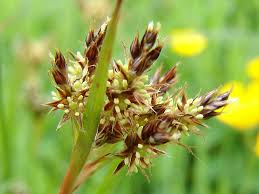 Attēlu rezultāti vaicājumam “Luzula multiflora fruit”