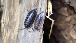 Attēlu rezultāti vaicājumam “Oniscus asellus”