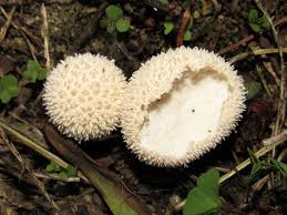 Attēlu rezultāti vaicājumam “Lycoperdon echinatum”